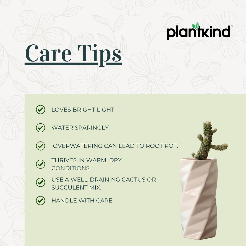 Lady Finger cactus Plant | Cactus Plant | 1 Live Plant