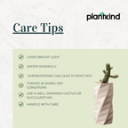 Lady Finger cactus Plant | Cactus Plant | 1 Live Plant