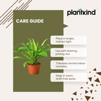 Dracena Lime Light Plant| Air Purifying Plants | Low Maintenance Plant | 1 Live Plant | Large