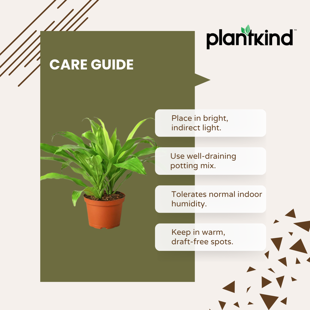 Dracena Lime Light Plant| Air Purifying Plants | Low Maintenance Plant | 1 Live Plant | Large