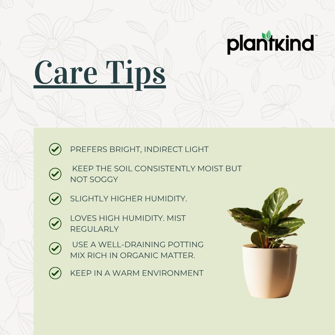 Calathea Roseopicta Green Plant |  Ornamental Plant | 1 Live Plant | Medium