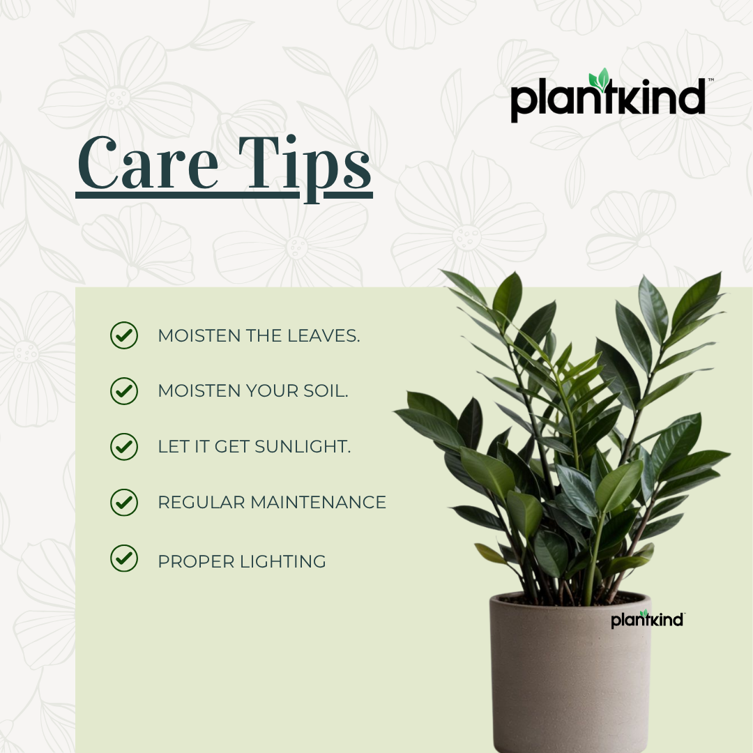 Zamia Plant| Natural Live Indoor Plant | Plant for Hall | Low Maintenance  Plant Pack Of 1