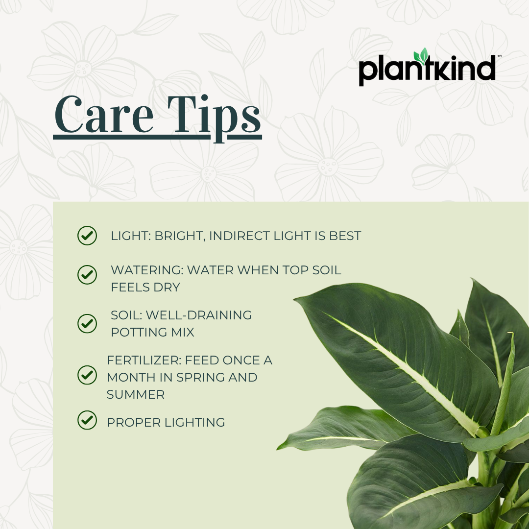 Dieffenbachia Green Magic Plant | Ornamental Plant | Indoor Plant | Outdoor Plant | Pack Of 1