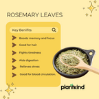 Rosemary Leaves | Dried Leaves | Herbal Product | Pack of 1 | 100g