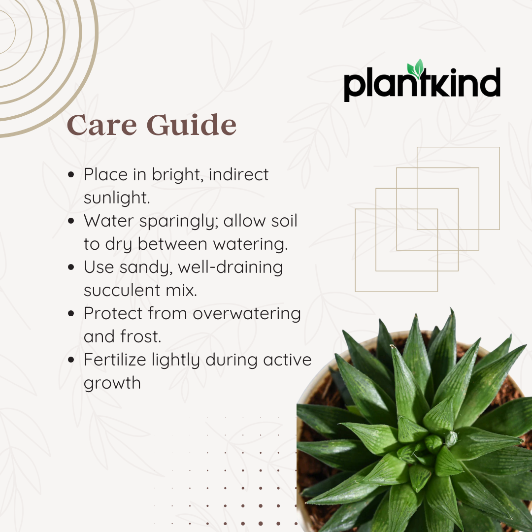 Haworthia Turgida | Succulent Plants | Indoor Plants | 1 Live Plant