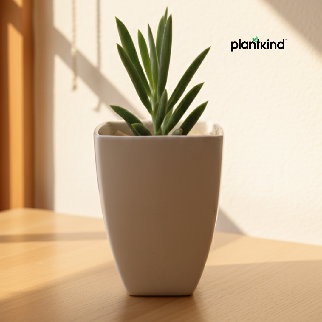 Blue Chalk Fingers Plant | Succulent Plant | Indoor Plant | 1 Live Plant