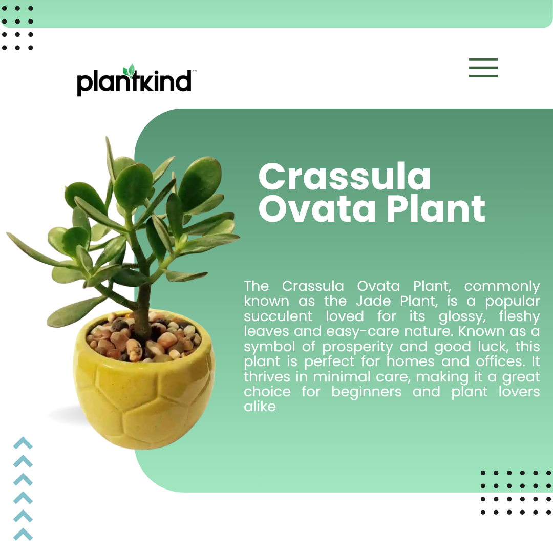Crassula Ovata Plant | Succulent Plant | Indoor Plant | 1 Live Plant