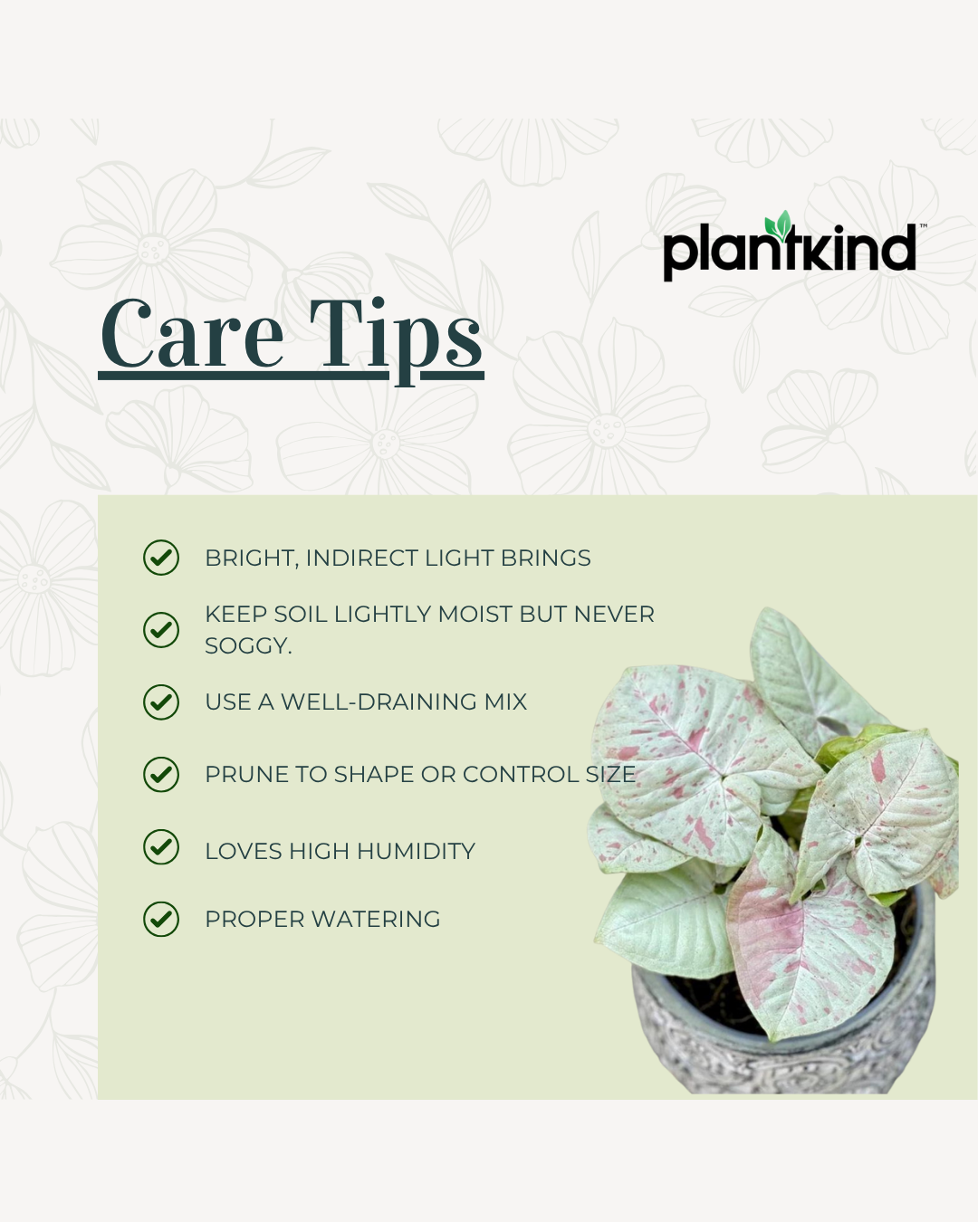 Syngonium Confetti Live Plant | Indoor Plant | Outdoor Plant | Cheerful and decorative touch to any space