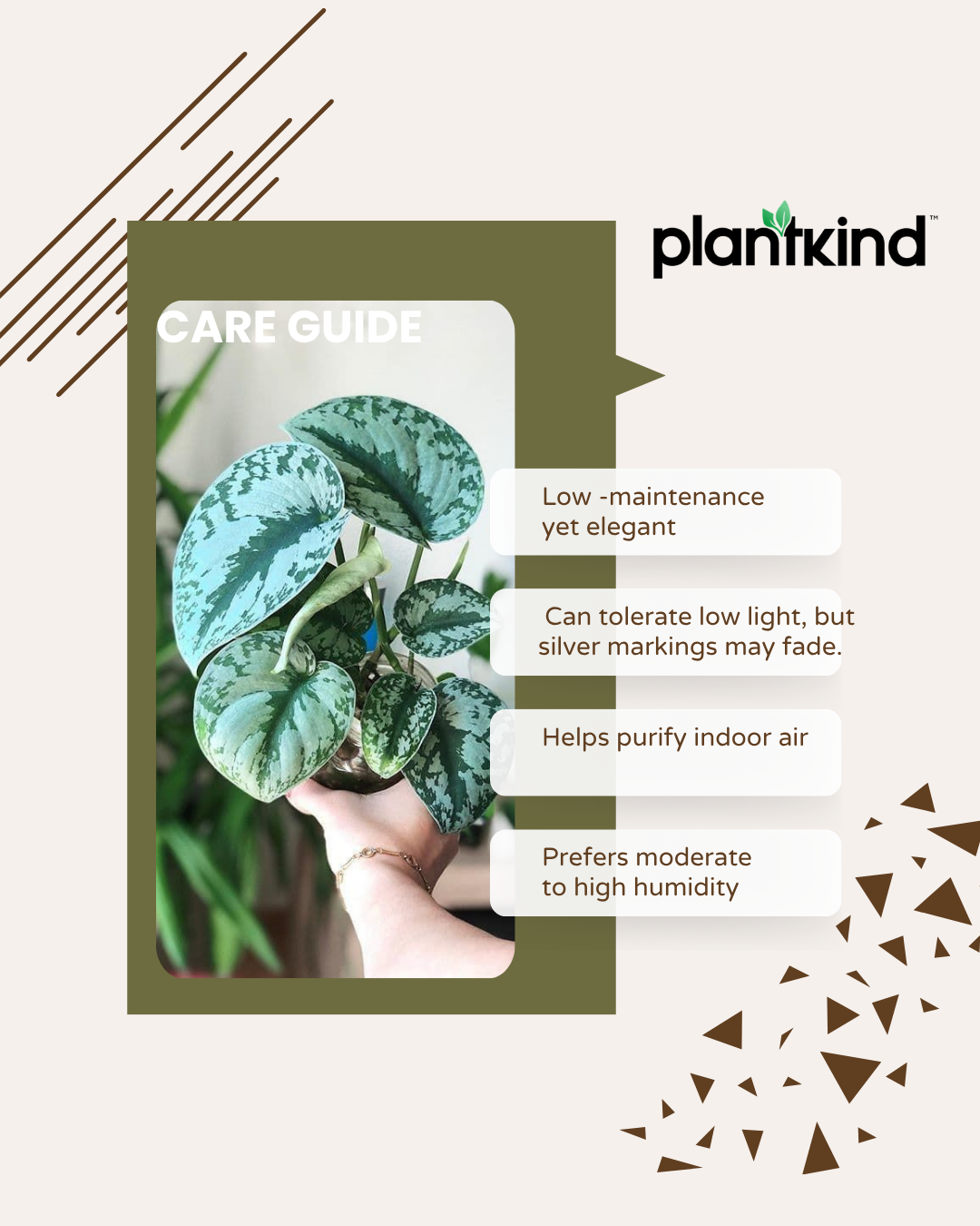 Money Plant  |Silver Pothos Live Plant |Indoor Plants