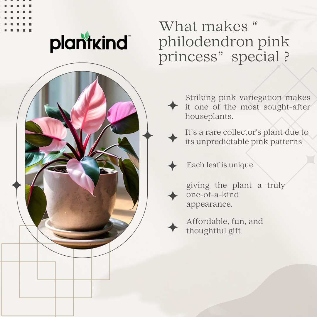 Philodendron Pink Princess| Pink Leaf Plant | Indoor Plants Pack Of 1