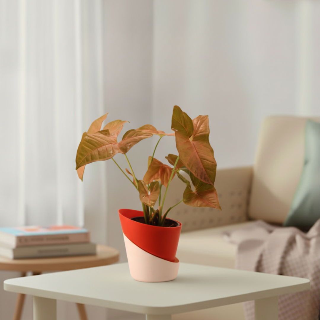 Syngonium Pink Plant | Indoor Ornamental Plant | 1 Live Plant | Small