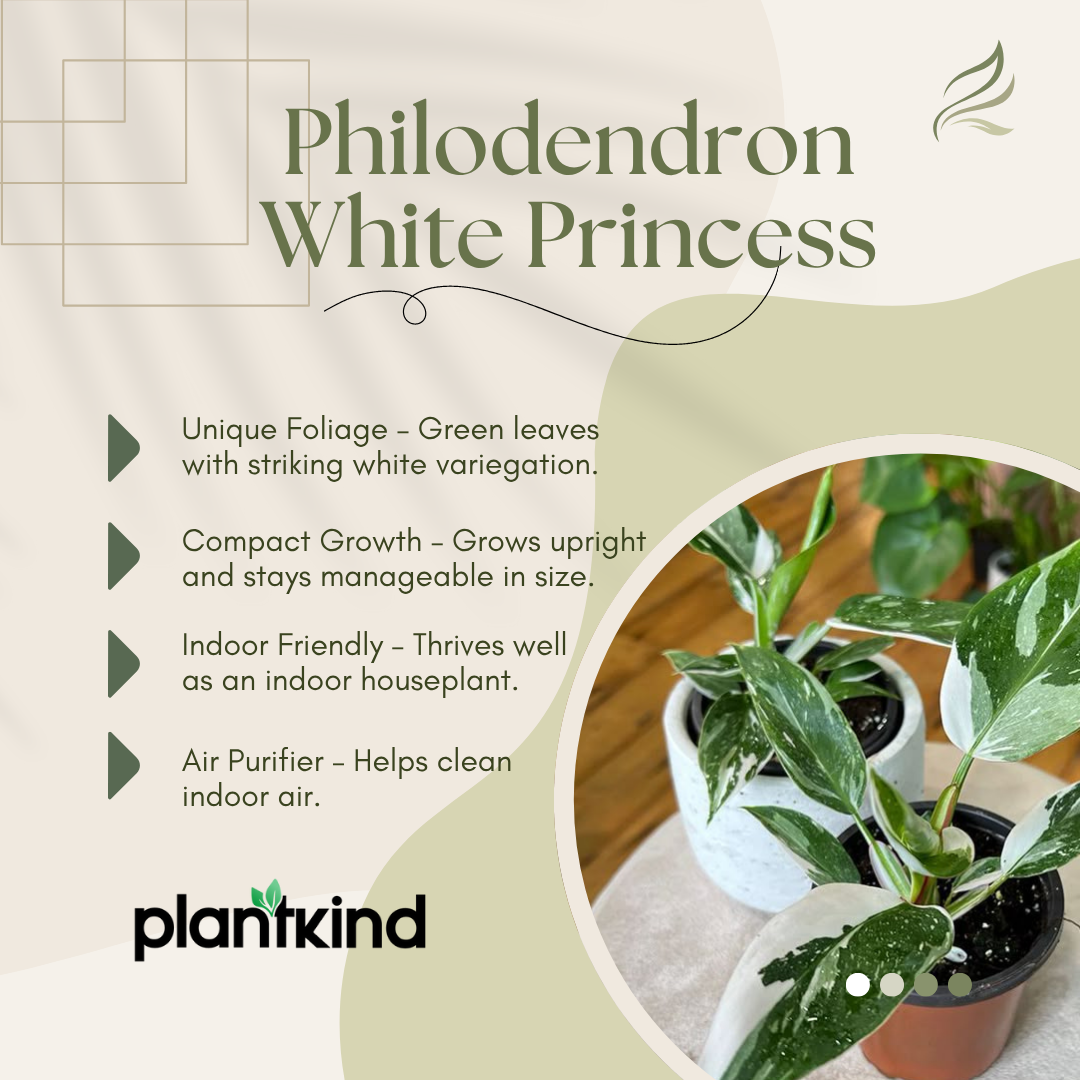 Philodendron White Princess | Climbing | Indoor ornamental plant | Pack of 1
