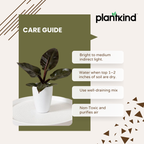 Philodendron Black Cardinal |l Live Indoor Plants |Low  Maintenance Plant Pack of 1