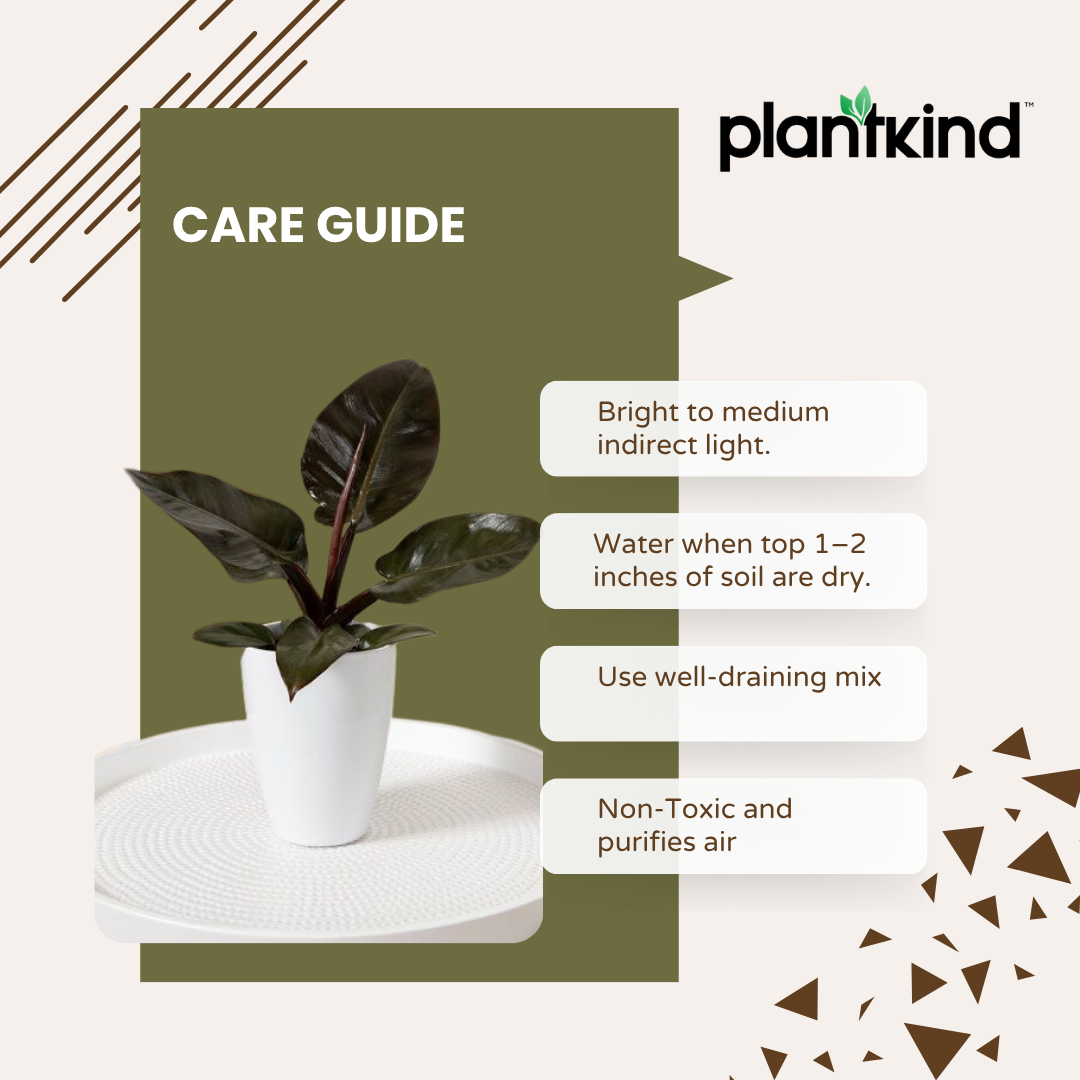 Philodendron Black Cardinal |l Live Indoor Plants |Low  Maintenance Plant Pack of 1