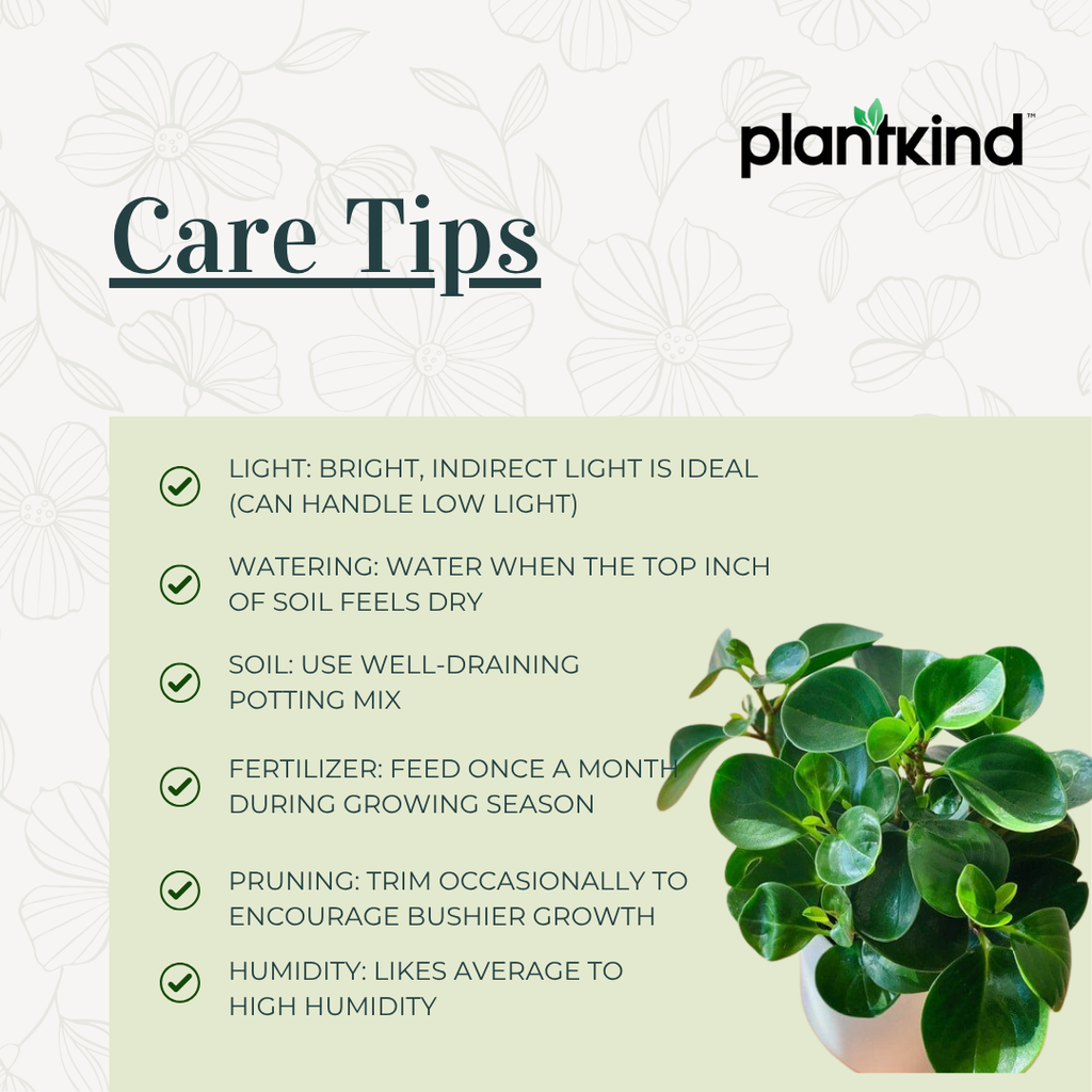 Peperomia Green Creeper Plant | Indoor Plant | Low- maintenance Plant | Pack Of 1