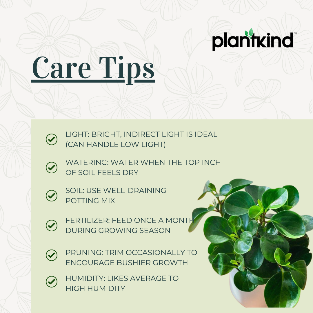 Peperomia Green Creeper Plant | Indoor Plant | Low- maintenance Plant | Pack Of 1