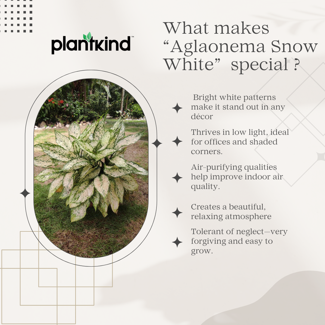 Aglonema Snow White| live Indoor Plant with Pot Pack of 1