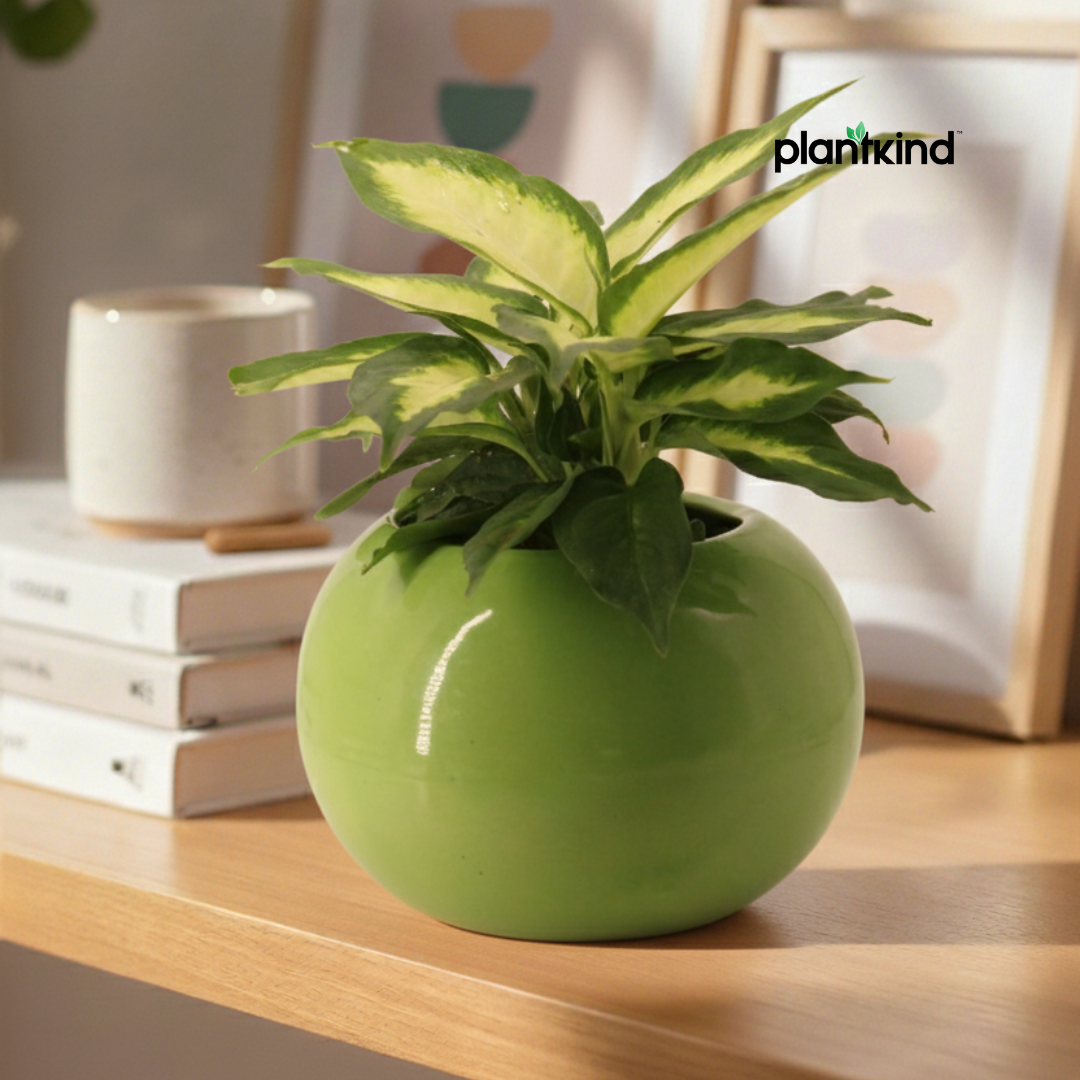 Aglaonema Green| Indoor Plant  | 1 Live Plant | Small