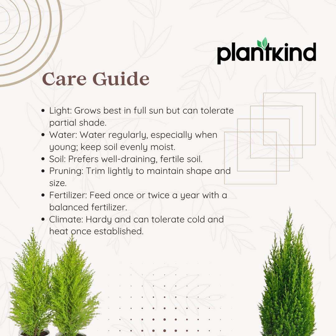 Thuja Plant  | Air Purifying Plant | Evergreen Plant | 1 Live Plant | Medium