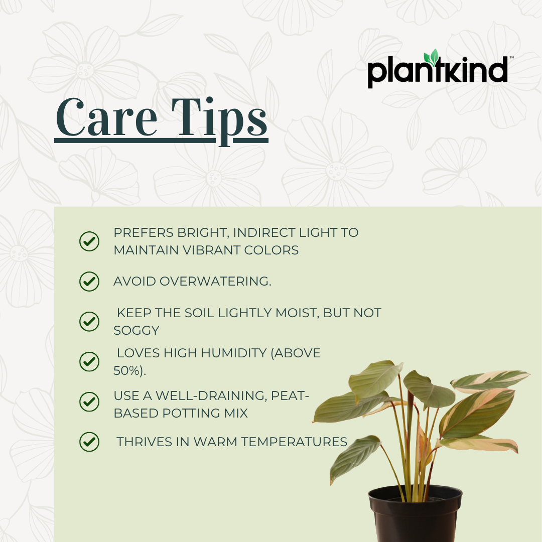 Calathea Triostar Plant | Indoor Plant | Air Purifying  Plant | 1 Live Plant | Medium