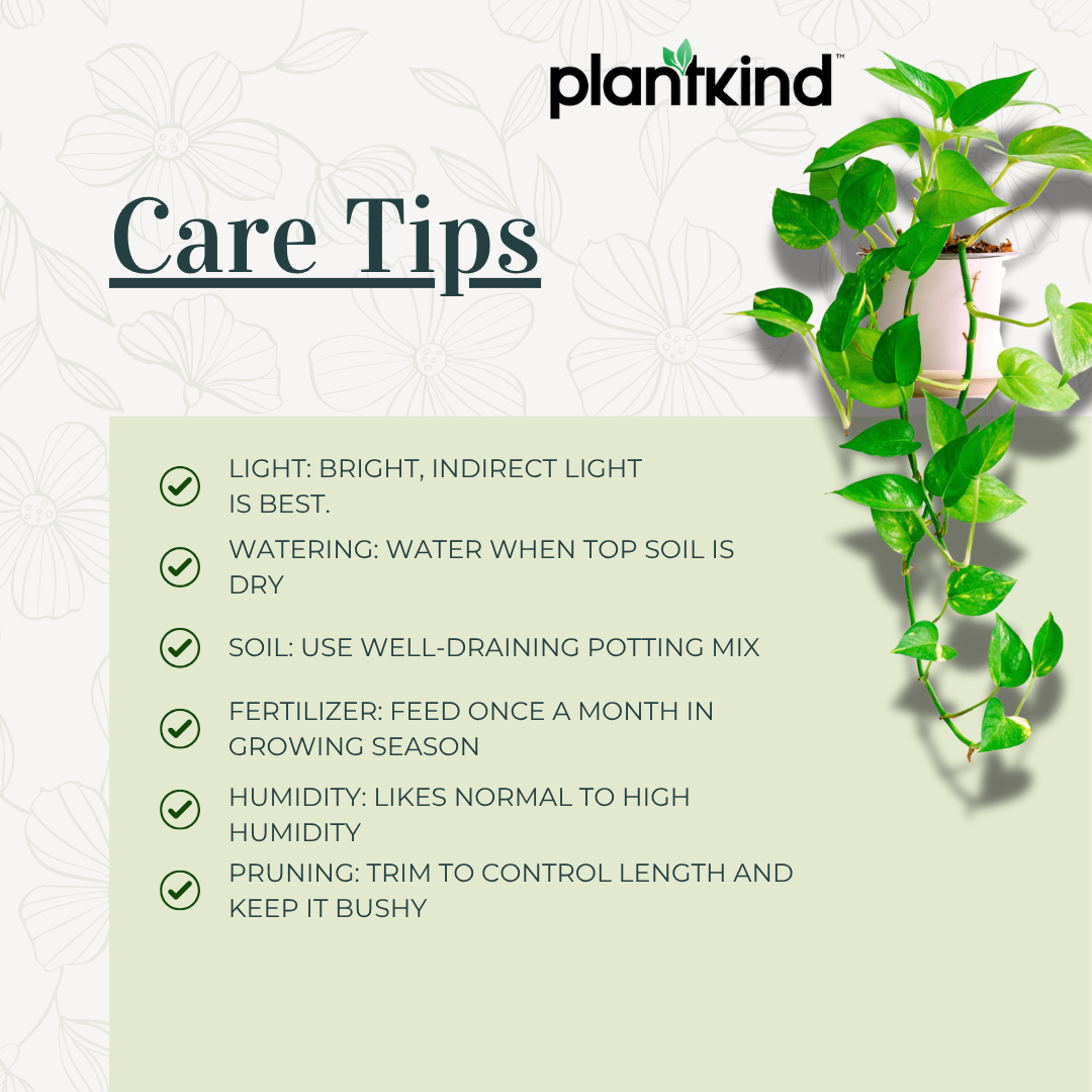 Philodendron Oxycardium Green Plant | Air- Purifying Plant | Indoor Plant | Pack Of 1