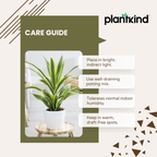 Dracena Lemon Line Plant - Large