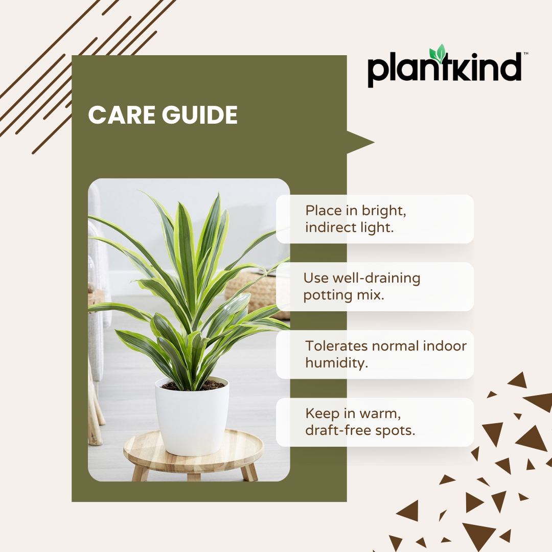 Dracena Lemon Line Plant - Large