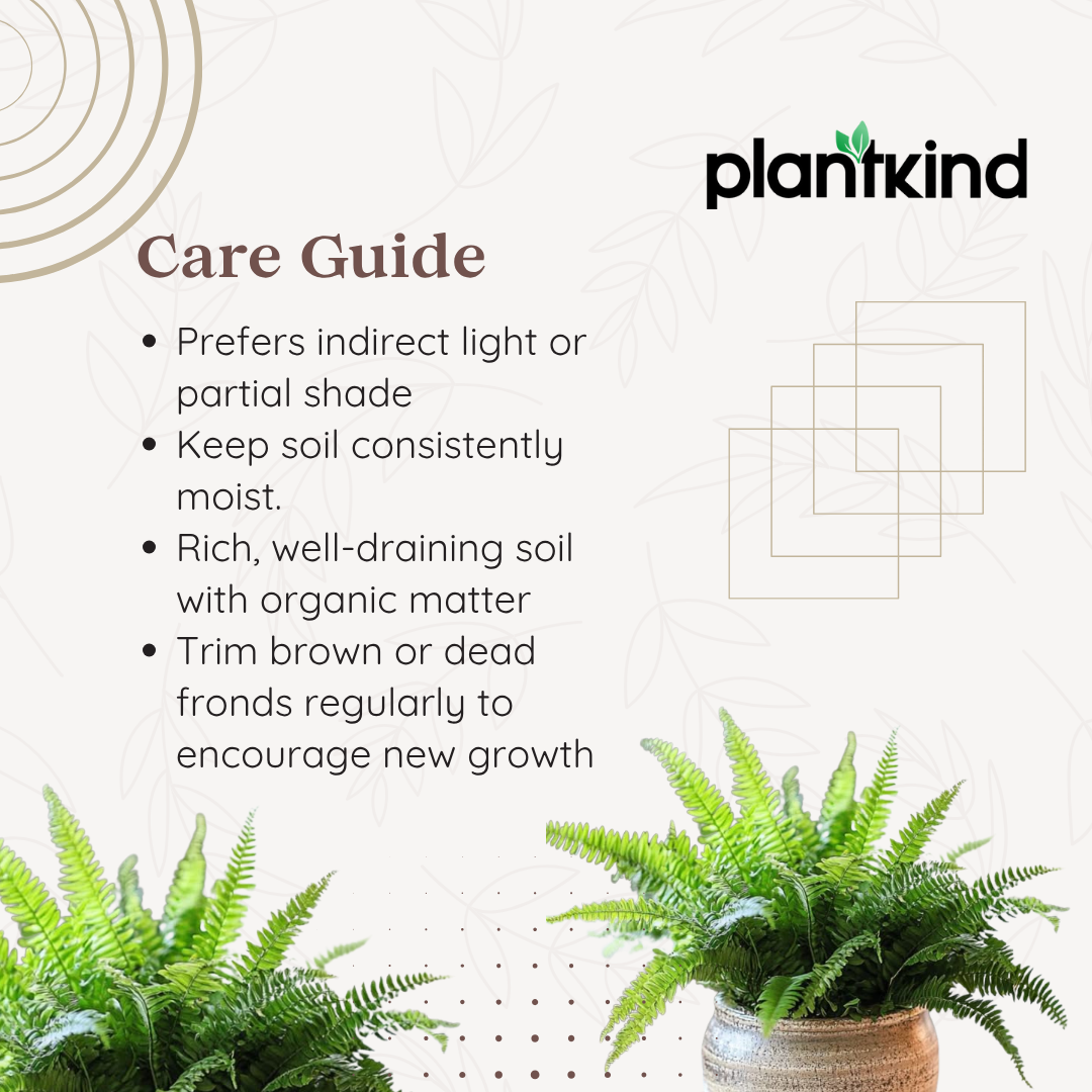 Green Fern| Bird Nest Live | Indoor Plants Pack of 1