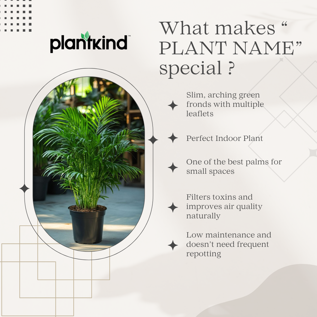 Chamaedorea Elegans|Air Purifier Plant |Indoor |outdoor Plants Pack of 1