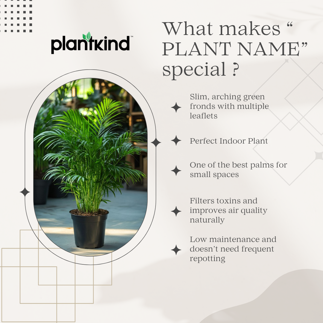 Chamaedorea Elegans|Air Purifier Plant |Indoor |outdoor Plants Pack of 1