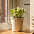 Money Plant N'joy | Indoor Plant | Climbing Plant | 1 Live Plant | Small