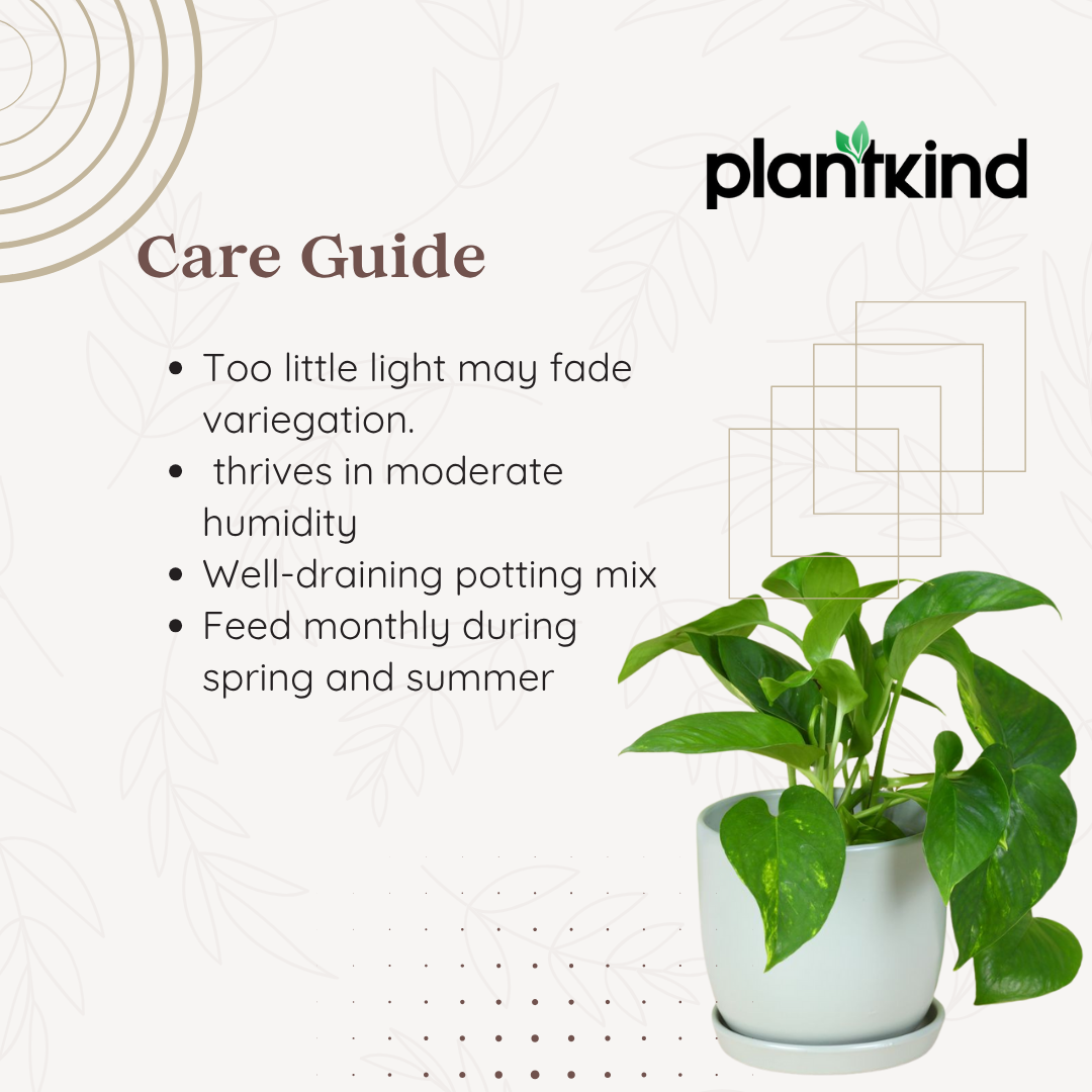 Marble Money Plant| Live Plants |Indoor| outdoor Plant Pack of 1