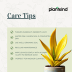 Sansevieria Variegated Golden|Live Plant |Easy to  Maintenance Pack of 1