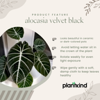 Alocasia Velvet Black| Velveta Black  |Indoor Plant Pack of 1