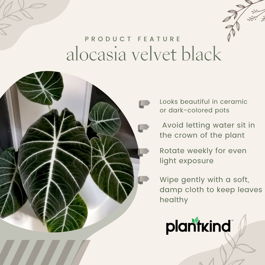 Alocasia Velvet Black| Velveta Black  |Indoor Plant Pack of 1
