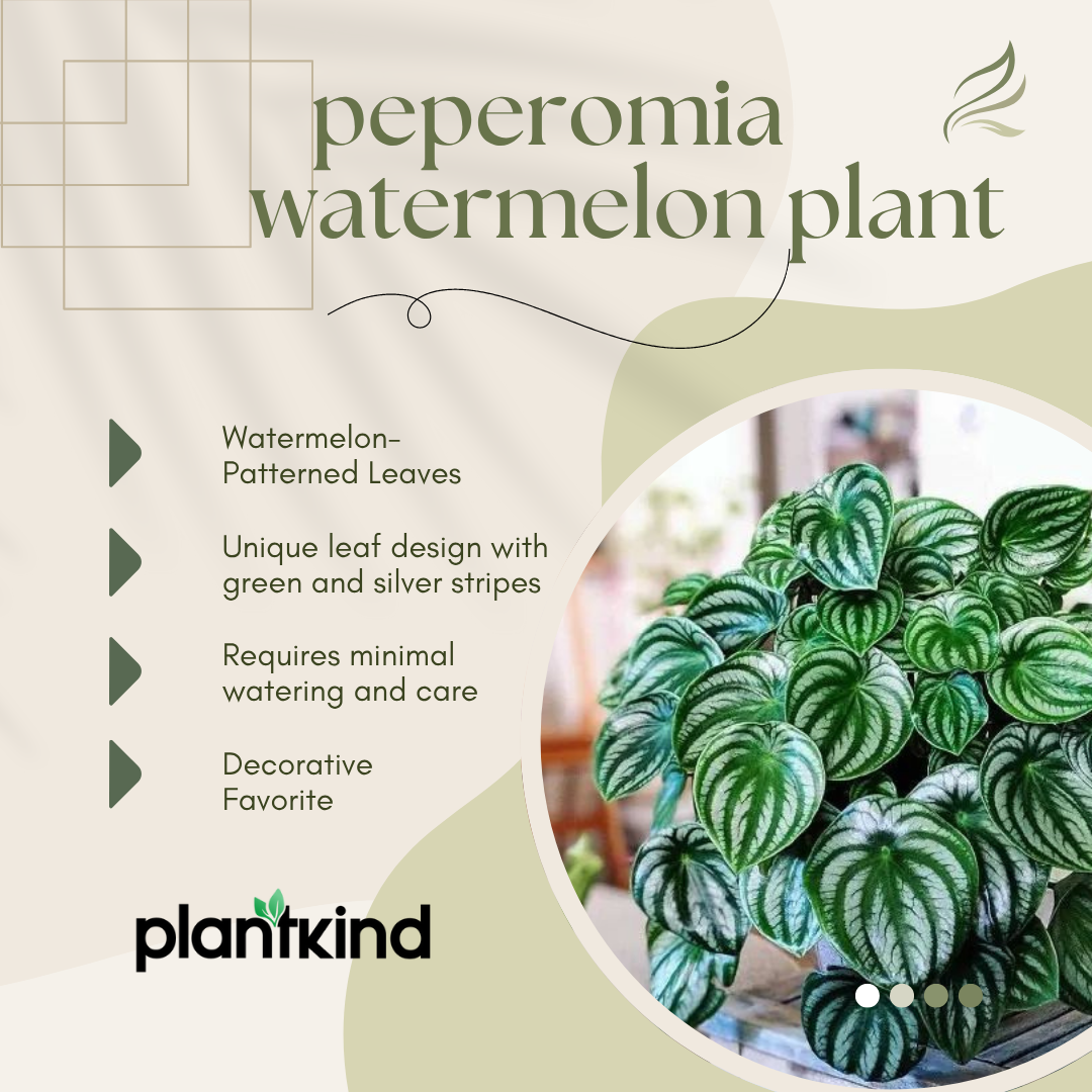 Peperomia Watermelon Plant |Live Beautiful| Charming | Indoor Plant Pack of 1