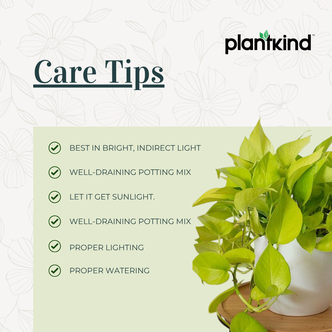 Golden Money Plant |Golden  Pothos| Live Indoor Plants Pack of 1