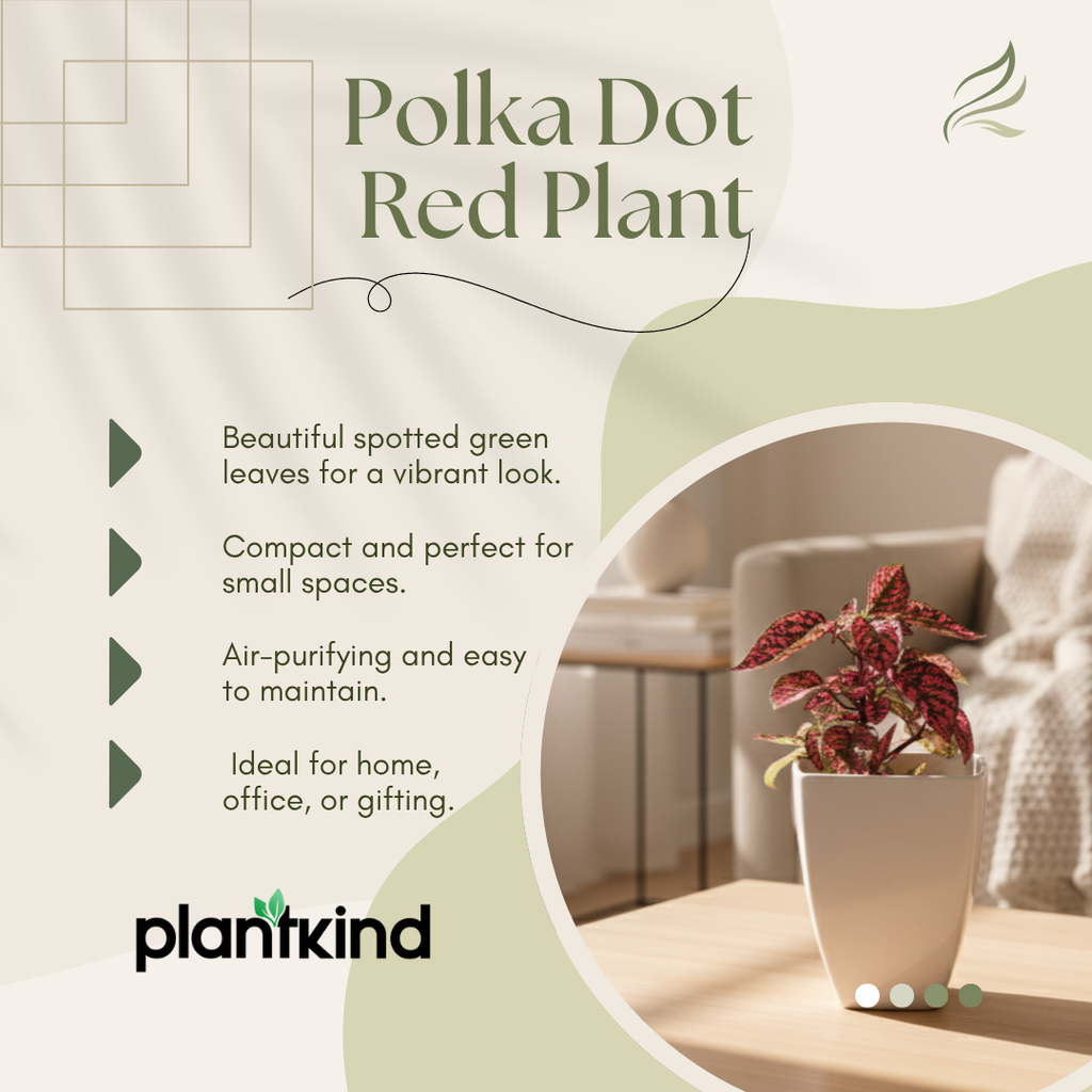 Polka Dot Plant( Red) | Foliage Plant | Outdoor Plant | Indoor Plant| 1 Live Plant | Small