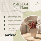 Polka Dot Plant( Red) | Foliage Plant | Outdoor Plant | Indoor Plant| 1 Live Plant | Small