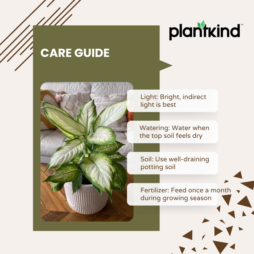 Dieffenbachia Plant | Indoor Plant | Ornamental Plant | Pack Of 1
