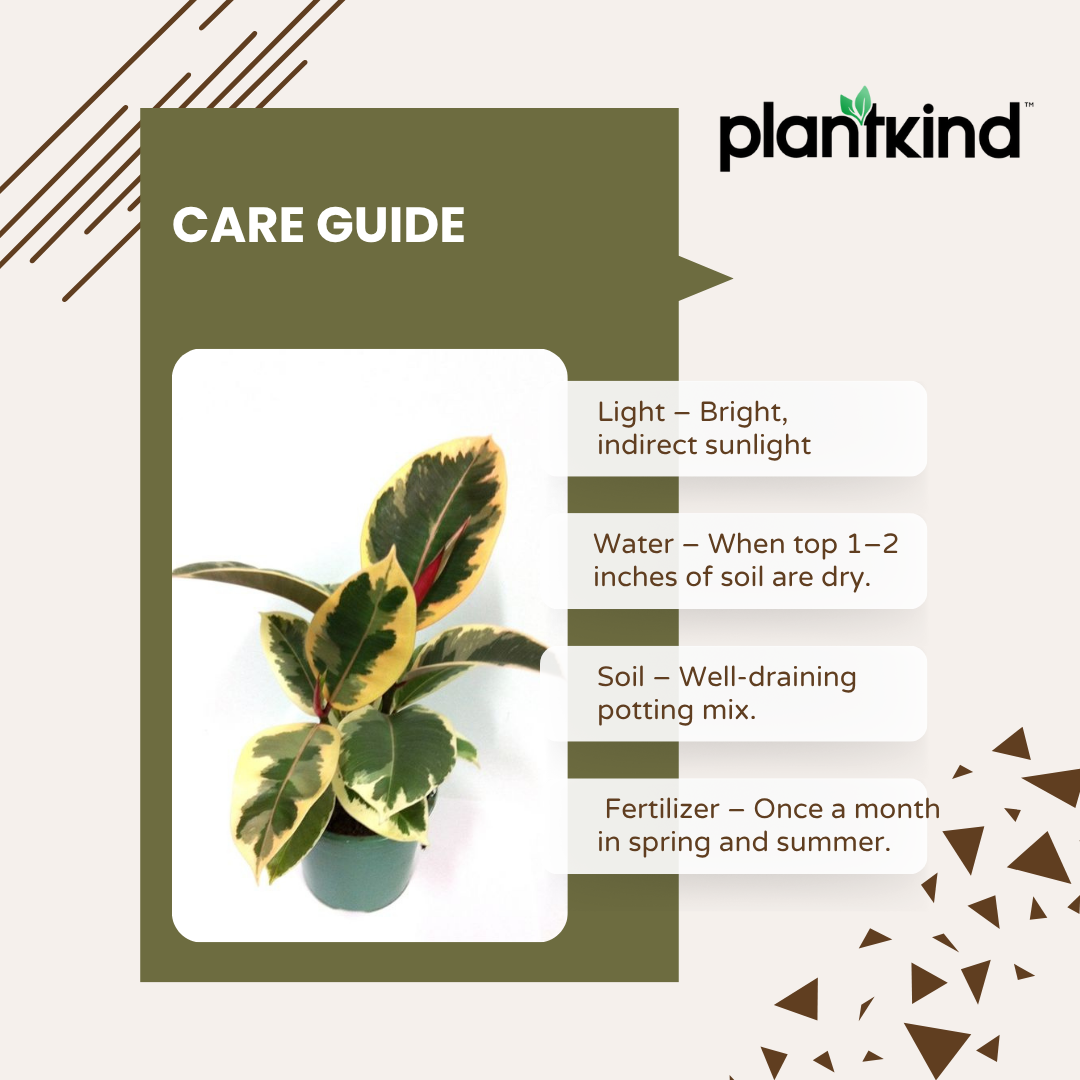Rubber Plant Variegated | Indoor Plant | Outdoor Plant | Pack of 1