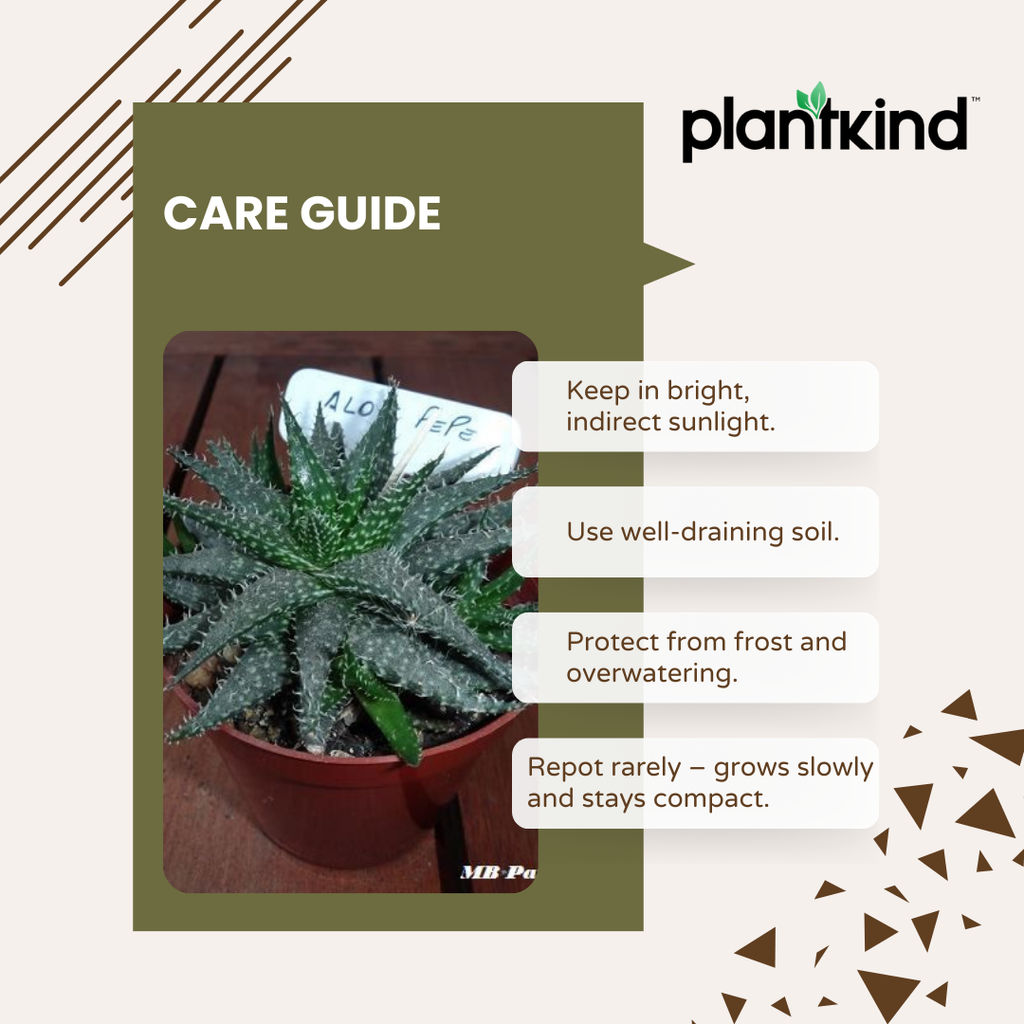 Aloe Pepe | Succulent Plant | Indoor Plant | Pack Of 1