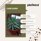 Aloe Pepe | Succulent Plant | Indoor Plant | Pack Of 1