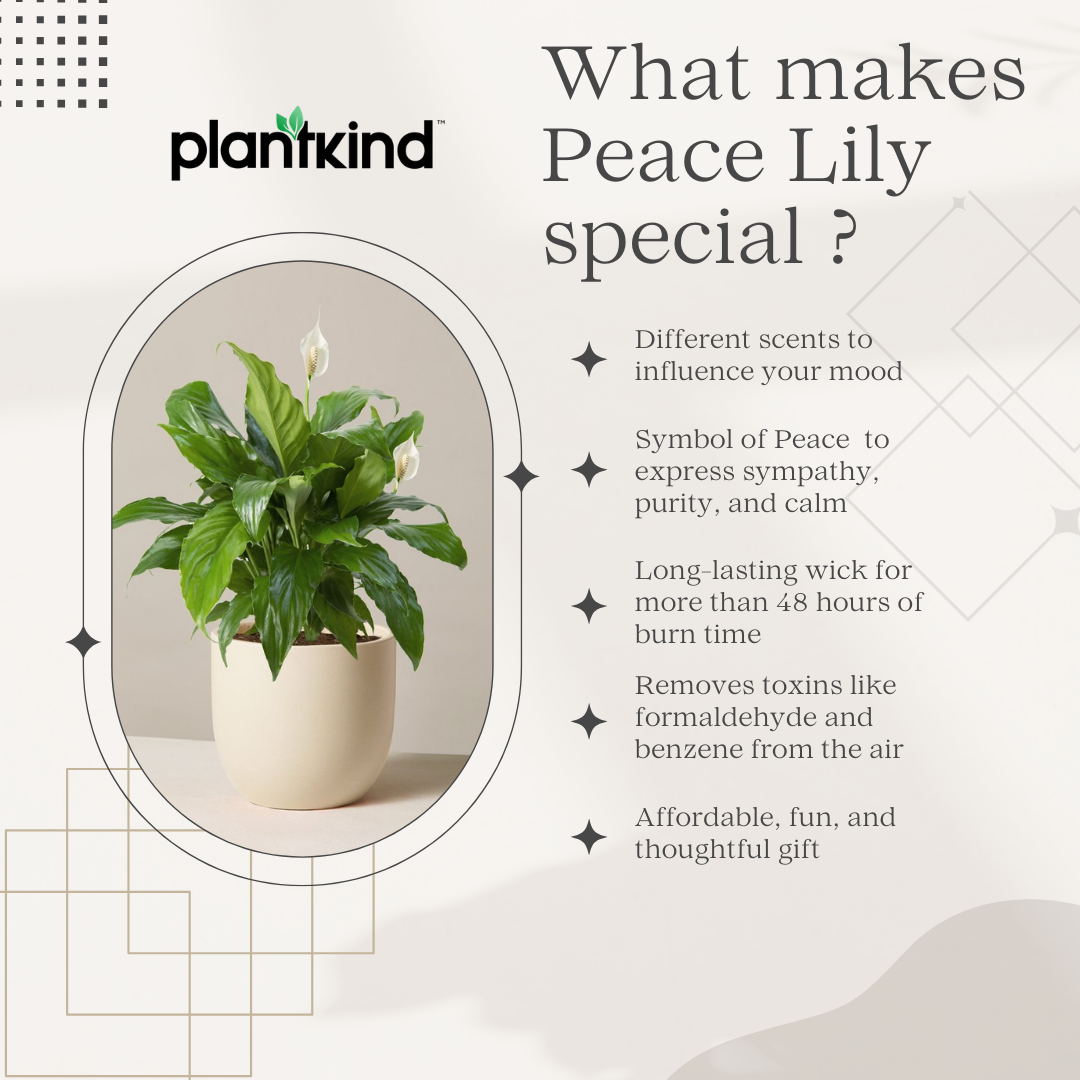 Peace Lily Plant | Indoor Plant | Air Purifier Plant | Pack of 1