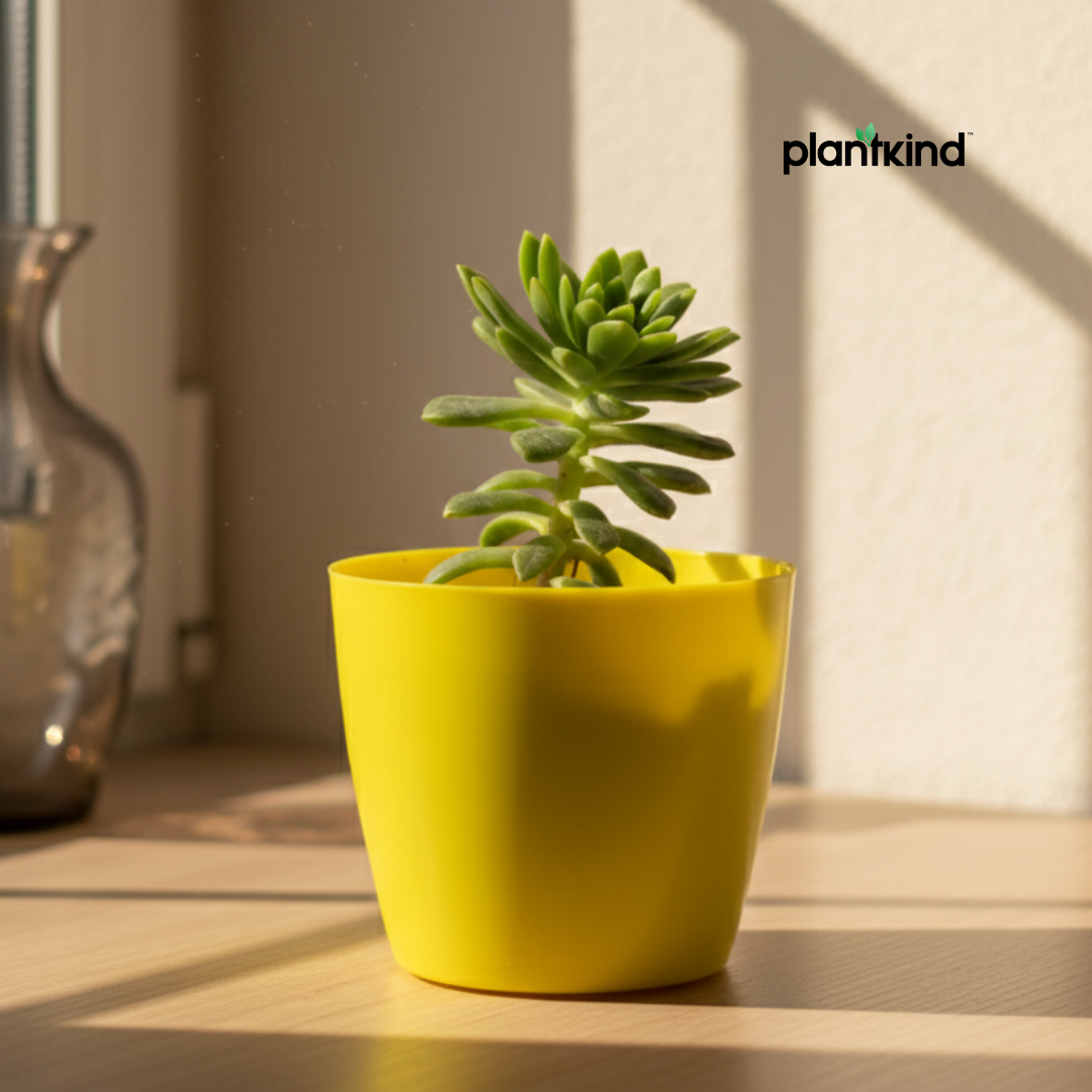 Crassula Tetragona Plant | Succulent Plant | 1 Live Plant