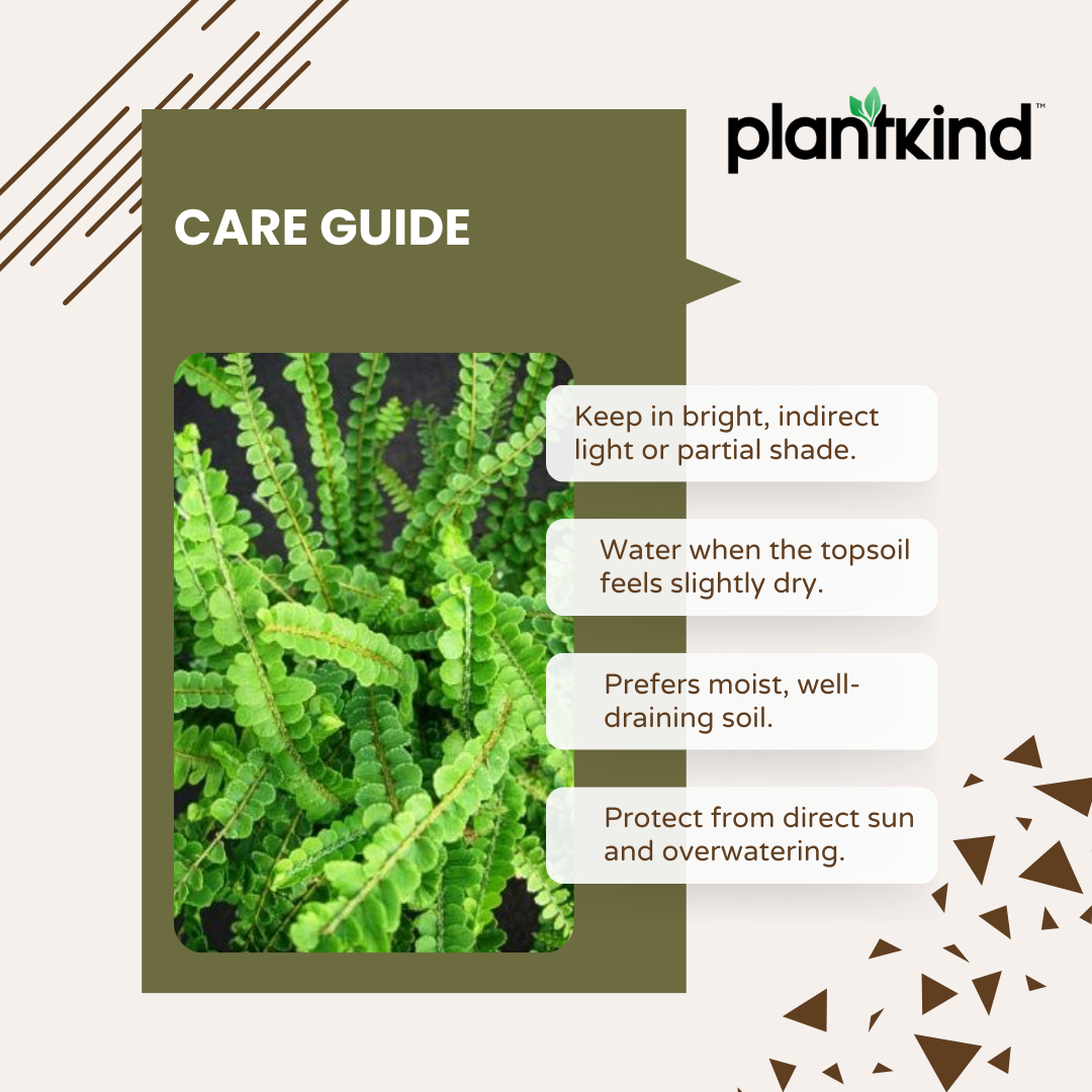 Button Fern Plant | Fern Plant | Indoor Plant | Pack of 1 | Medium