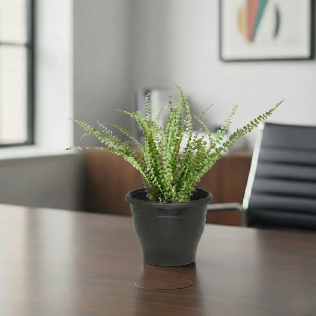 Button Fern Plant | Fern Plant | Indoor Plant | Pack of 1 | Medium