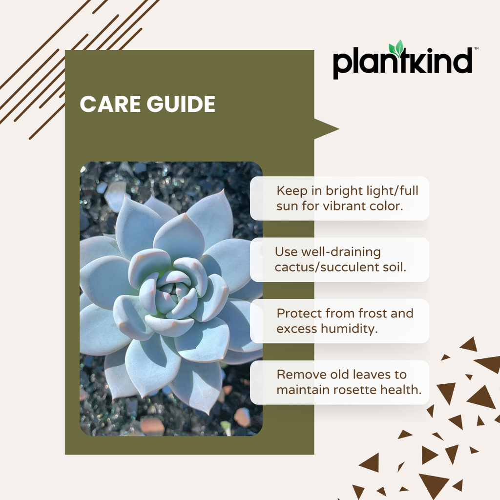 Echeveria Subsesilis Hybrid Silver Plant | Succulent Plant | Indoor Plant | Pack Of 1