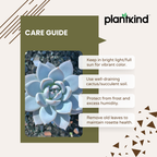 Echeveria Subsesilis Hybrid Silver Plant | Succulent Plant | Indoor Plant | Pack Of 1