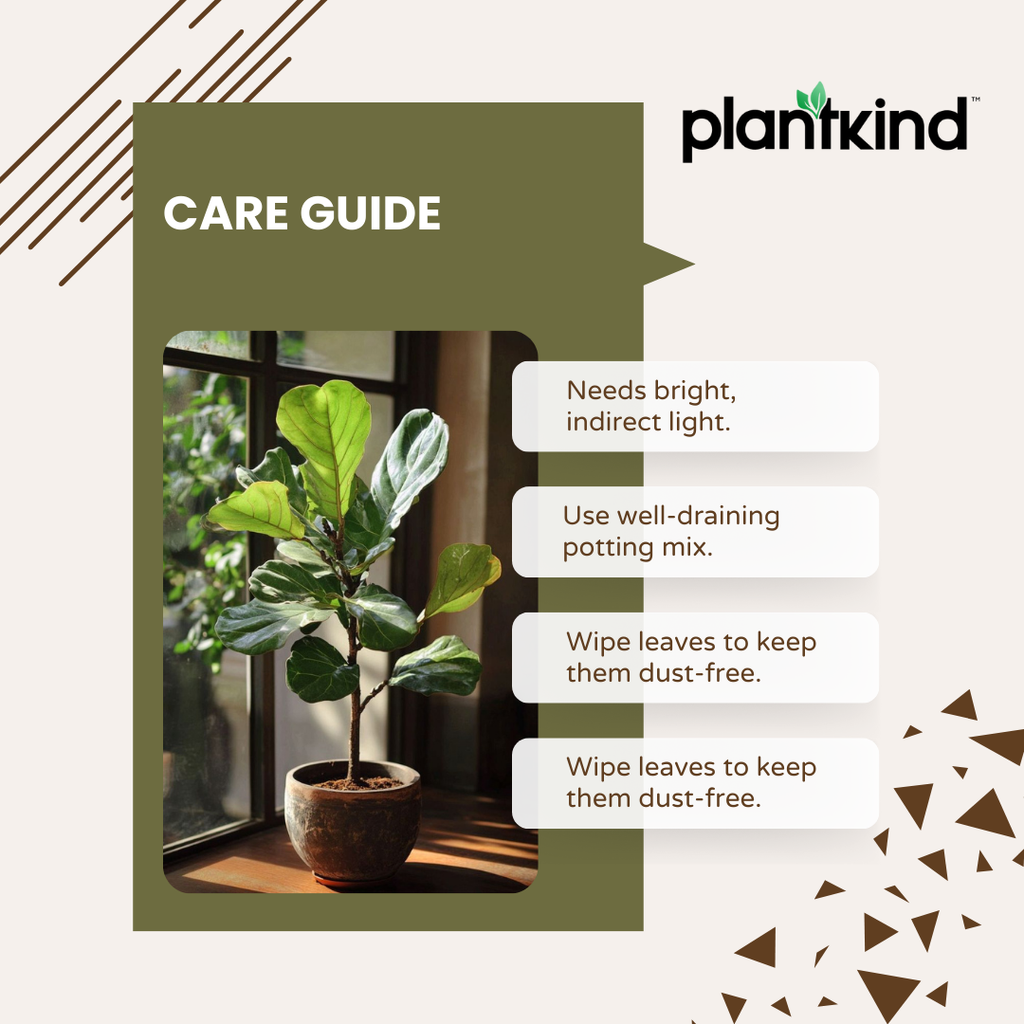 Ficus Lyrata Bambino - Live Indoor Plant